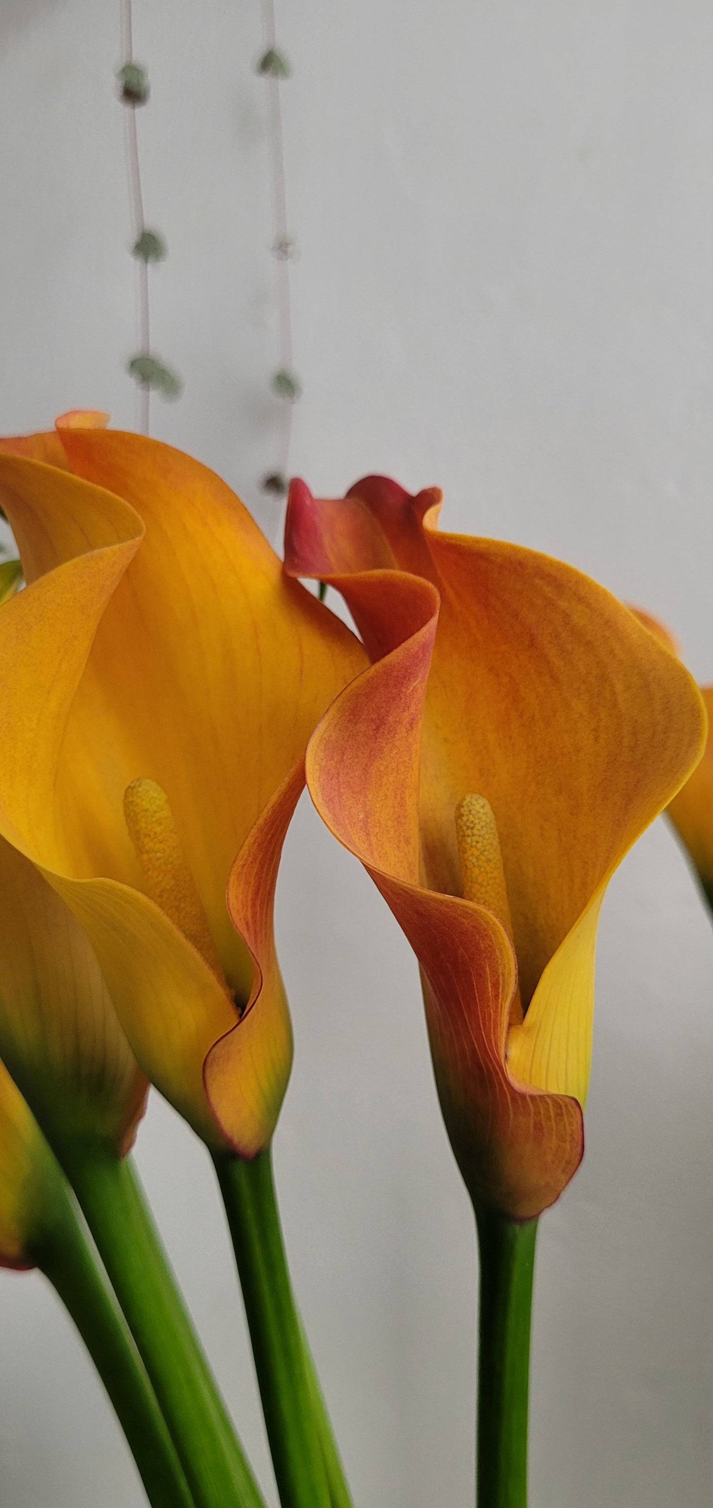 Zantedeschia Callista (Calla Lily)