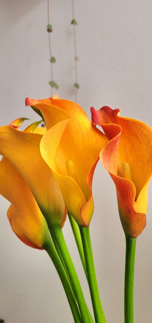 Zantedeschia Callista (Calla Lily)