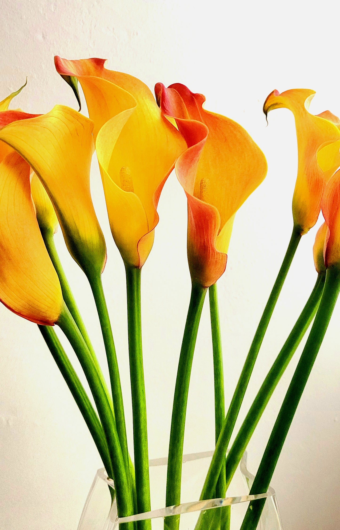 Zantedeschia Callista (Calla Lily)