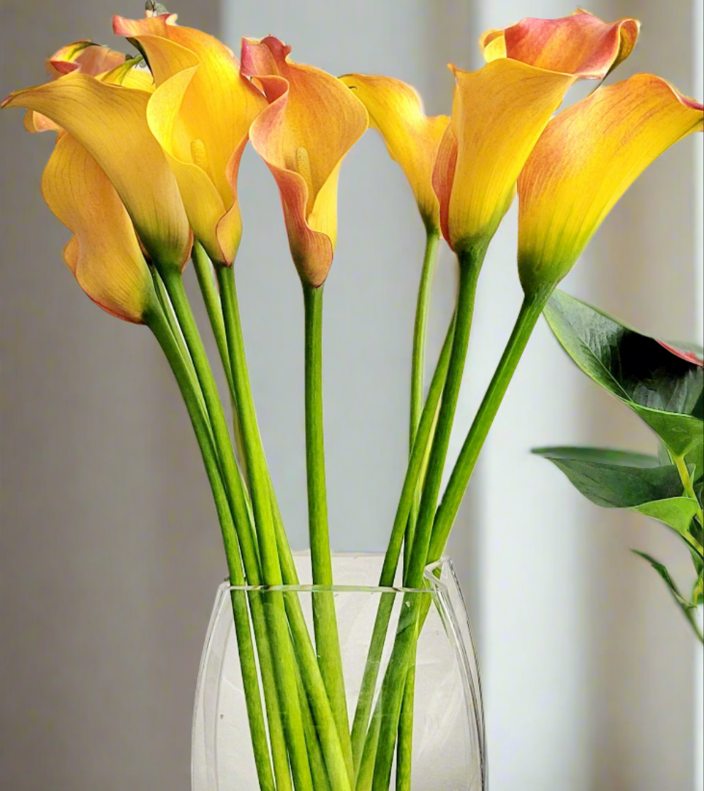 Zantedeschia Callista (Calla Lily)