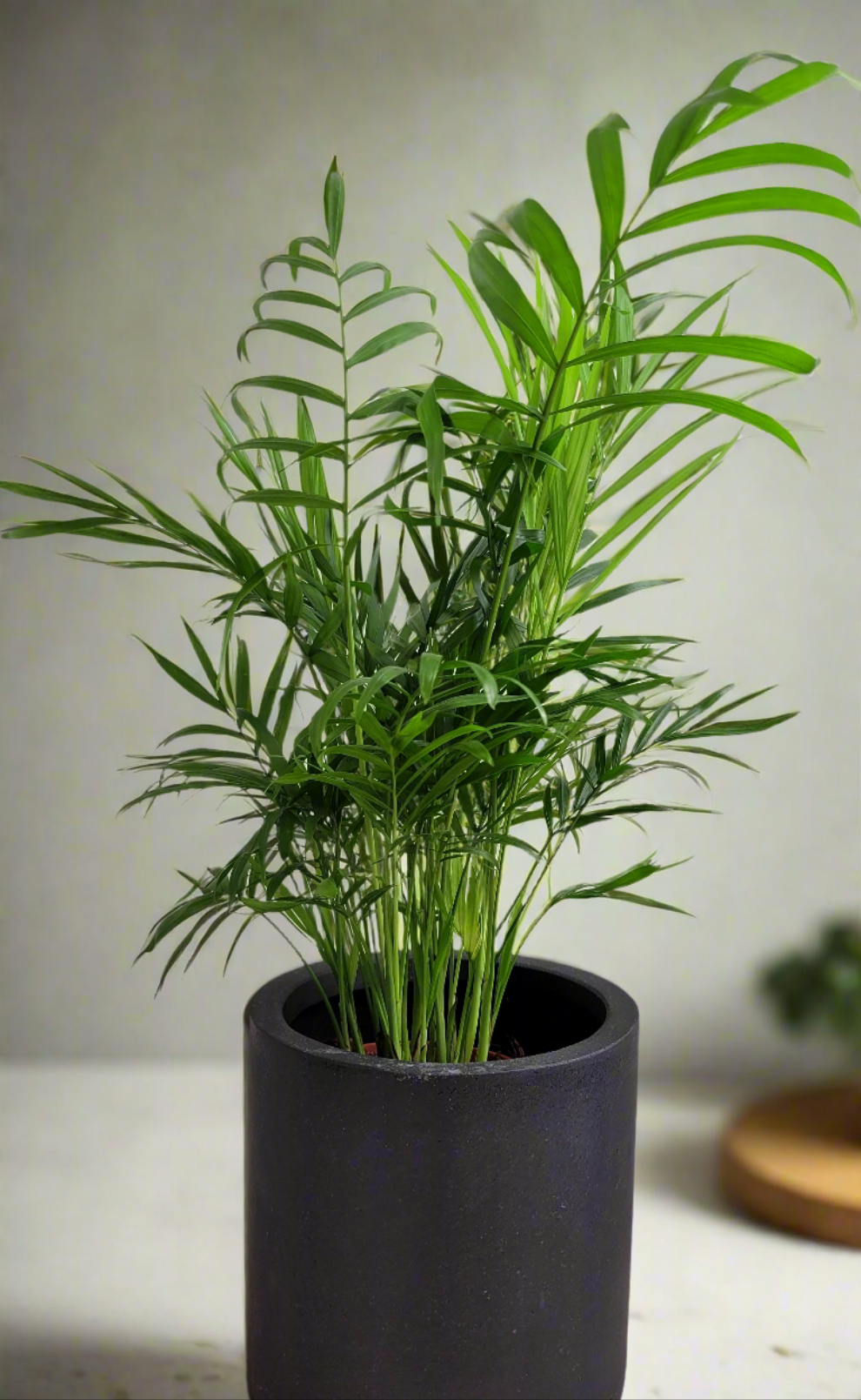 Chamaedorea elegan