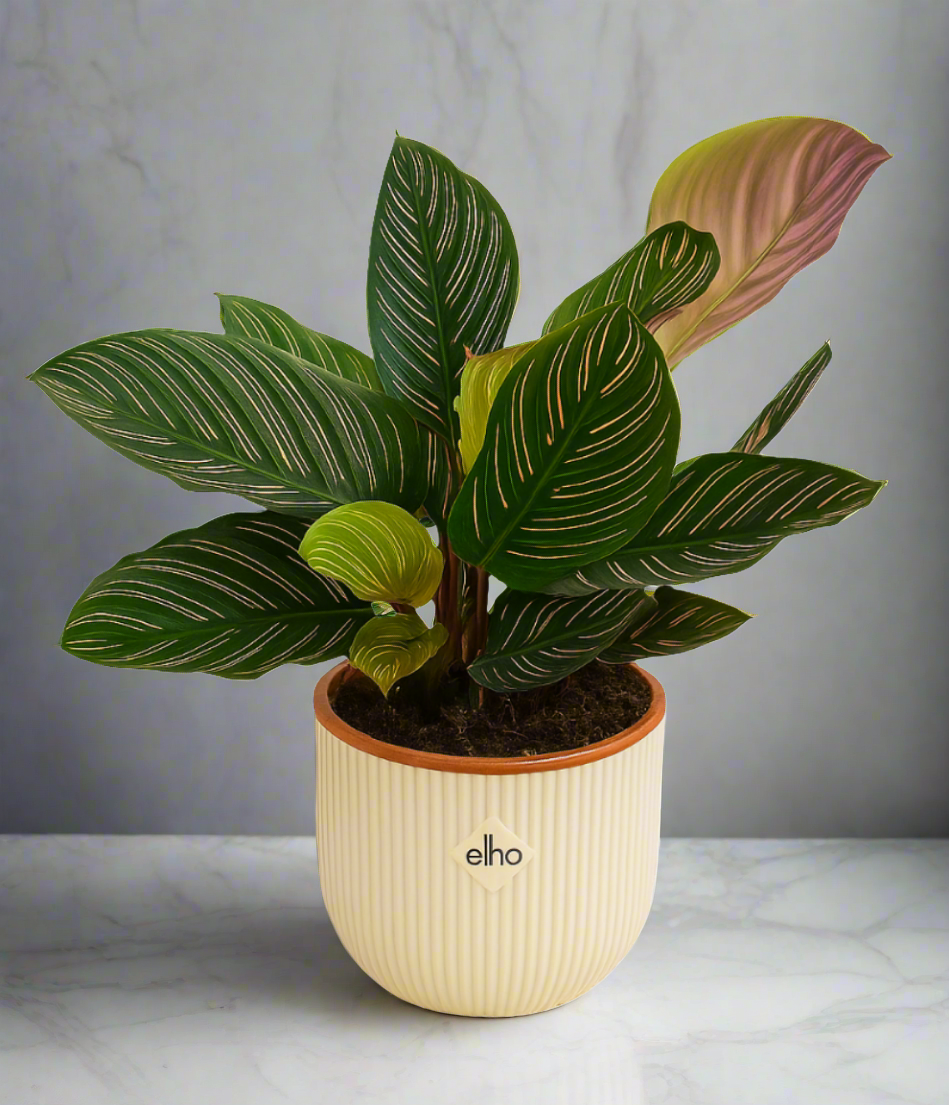 Calathea Ornate