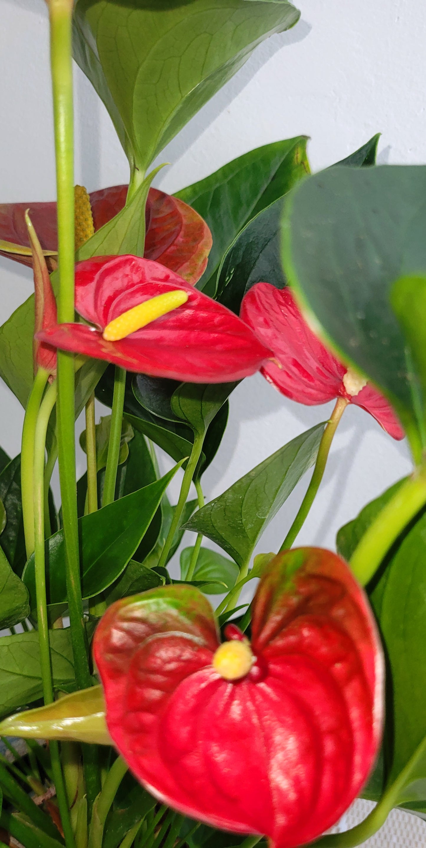 Anthurium 12cm