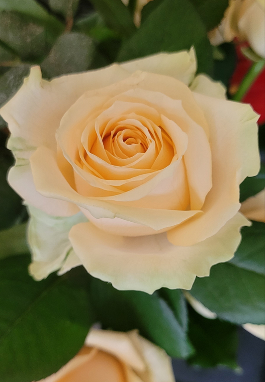 Avalanche Peach Roses