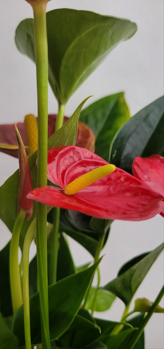 Anthurium 12cm