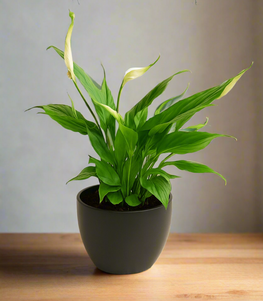 Peace Lily Peace Lily (Spathiphyllum wallisii). 🌿