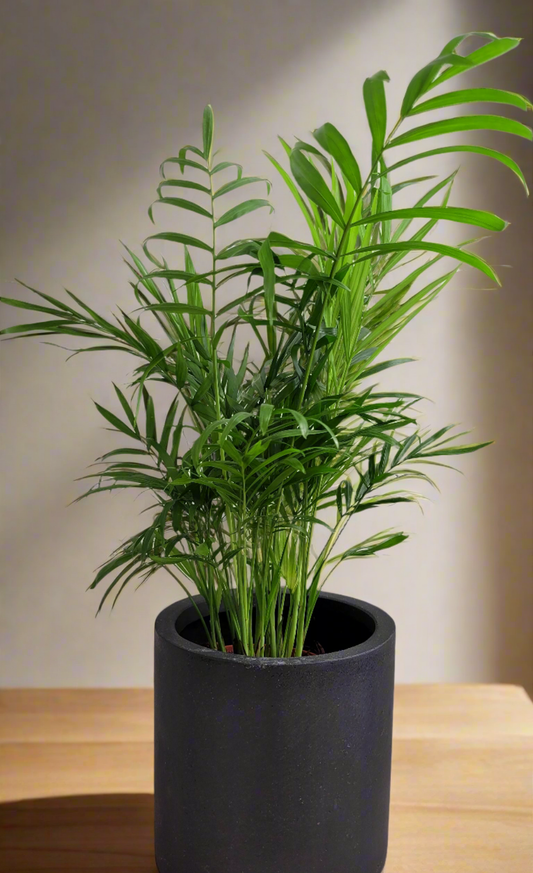Chamaedorea elegan