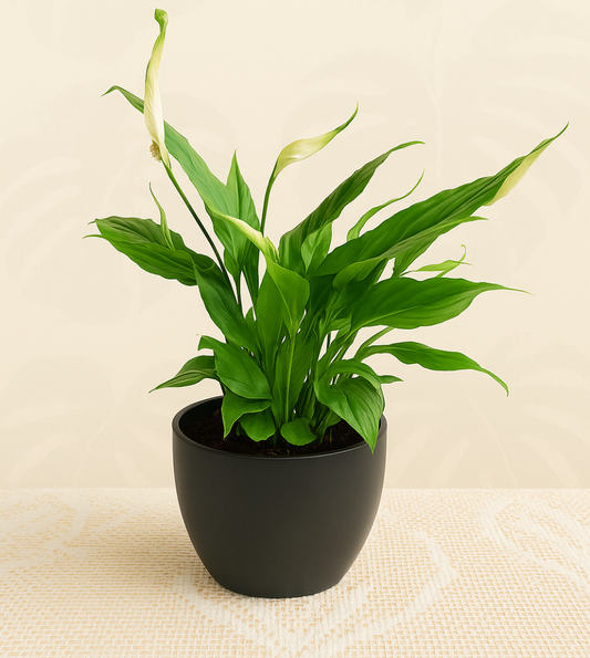 Peace Lily Peace Lily (Spathiphyllum wallisii). 🌿