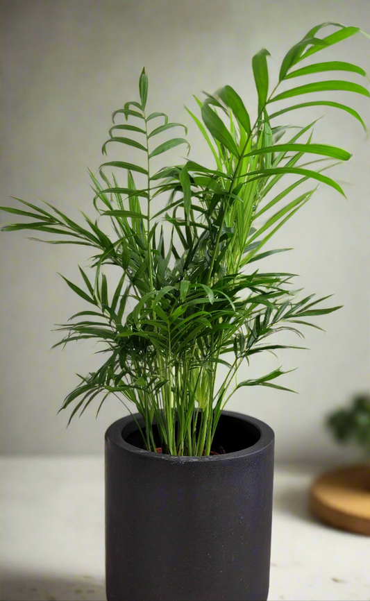 Chamaedorea elegan