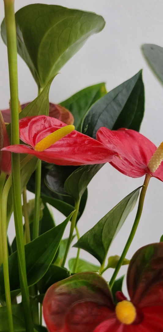 Anthurium 12cm