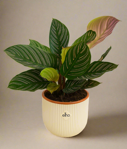 Calathea Ornate