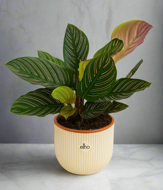 Calathea Ornate